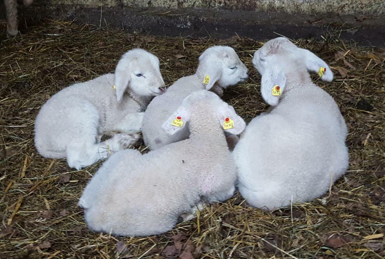 Oberseebachhof Scheffau am Wilden Kaiser Kültér fotó
